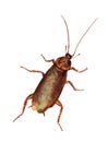 Watercolor illustration of cockroach