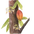 Watercolor illustration of cocoa brown tree trunk, leaves, red cocoa fruit and tree flowers. Isolated hand drawn
