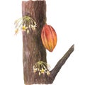 Watercolor illustration of cocoa brown tree trunk, red cocoa fruit and tree flowers. Isolated hand drawn illustration