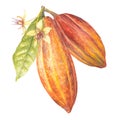 Watercolor illustration of cocoa leaves, red cocoa fruit and flowers. Isolated hand drawn illustration. Suitable for