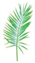 Watercolor illustration of the coconut palm leaf Royalty Free Stock Photo