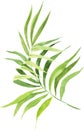 Watercolor illustration coconut palm leaf. Tropical palm leaf.