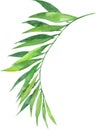 Watercolor illustration coconut palm leaf. Tropical palm leaf.