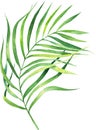 Watercolor illustration coconut palm leaf. Tropical palm leaf.