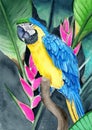 Watercolor illustration of a colorful blue and yellow parrot sitting on a branch Royalty Free Stock Photo