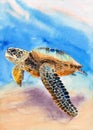 Watercolor illustration of a colorful sea turtle swimming in the vivid turquoise sea Royalty Free Stock Photo