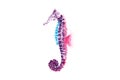 watercolor illustration of the colorful seahorses. Royalty Free Stock Photo