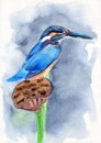 Watercolor illustration of a colorful turquoise kingfisher