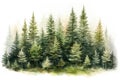 Watercolor illustration of a coniferous forest on a white background, Hand drawn watercolor coniferous forest illustration of Royalty Free Stock Photo