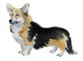 Watercolor illustration of Corgi dog in white background.