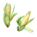 Watercolor illustration, corn vegetables, on isolated white background.