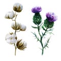 Watercolor illustration. Cotton flower and burdock flower. Plants hand-drawn in watercolor