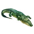 Watercolor illustration, crocodile. Isolated freehand drawing of a crocodile on a white background