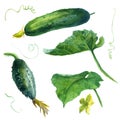 Watercolor illustration, cucumbers, set. Hand drawn watercolor painting on white background. Isolated eco food illustration on