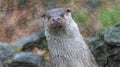 Cut upright, oblique standing otter, looking curiously to the fr