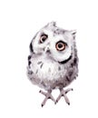 Baby Owl Watercolor Hand Painted Wild Bird Illustration isolated on white background Royalty Free Stock Photo