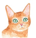 Watercolor illustration of cute beautiful ginger kitten with green eyes.