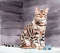 Watercolor illustration of a cute bengal cat