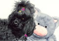 Watercolor illustration of a cute black dwarf poodle with colored hairpins