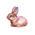 Watercolor illustration with cute bunny isolated on white background. Card for Easter Royalty Free Stock Photo