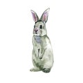 Watercolor illustration with cute bunny isolated on white background. Card for Easter Royalty Free Stock Photo