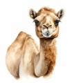 Watercolor Illustration Of A Cute Camel On White Background