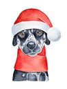 Watercolor illustration of cute Dalmatian dog character wearing warm winter scarf and Santa Claus hat. Royalty Free Stock Photo