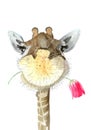 Watercolor illustration of a cute giraffe with a pink tulip in its mouth