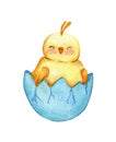 Watercolor illustration of a cute little yellow chicken sitting in a shell. Royalty Free Stock Photo