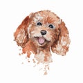 Watercolor poodle