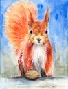 Watercolor illustration of a cute red fluffy squirrel
