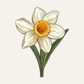 Simple Daffodil Illustration On Beige Background