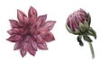 Watercolor illustration set of a dahlia flower in burgundy color. Isolated object on a white background. Botanical Royalty Free Stock Photo