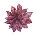 Watercolor illustration of a dahlia flower in burgundy color. Isolated object on a white background. Botanical clipart Royalty Free Stock Photo