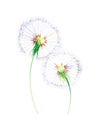 Watercolor illustration of dandelions isolated on white background