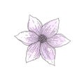 watercolor illustration of a lilac, light, delicate flower with a dark outline