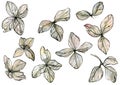 Watercolor illustration of delicate pastel, beige leaves, black-and-white sketch made by hand. Elegant dried flowers isolated on a