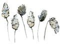 Watercolor illustration of delicate pastel fluffy branches in the sketch style. Elegant dried flower isolated on a white