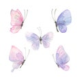 Watercolor illustration of delicate pink-lilac butterflies. A set of different shapes and colors. Airy, light, gentle