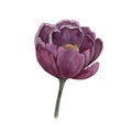 Watercolor illustration of voilet peony flower isolated