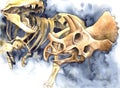 Watercolor illustration dinosaur bones from museum