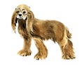 Watercolor illustration of dog American Cocker Spaniel in white background.