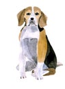 Watercolor illustration of a dog Beagle in white background.