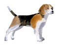 Watercolor illustration of a dog Beagle in white background.
