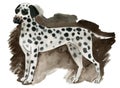 Watercolor illustration of a dog Dalmatian