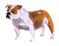 Watercolor illustration of a dog English bulldog in white background.