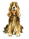 Watercolor illustration of dog English Cocker Spaniel in white background.