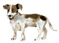 Watercolor illustration of a dog Jack Russell Terrier in white background. Royalty Free Stock Photo