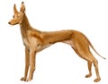 Watercolor illustration of dog Pharaoh hound in white background. Royalty Free Stock Photo