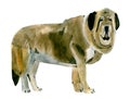 Watercolor illustration of a dog Spanish Mastiff in white background.